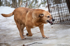 phoca_thumb_l_IMG_5978_resize