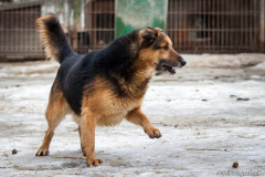 phoca_thumb_l_IMG_6008_resize