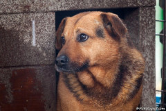 phoca_thumb_l_IMG_6121_resize