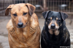 phoca_thumb_l_IMG_6193_resize