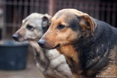 phoca_thumb_l_IMG_6204_resize