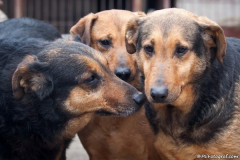 phoca_thumb_l_IMG_6214_resize