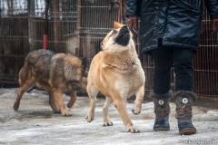 phoca_thumb_l_IMG_6294_resize