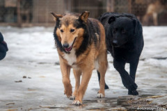 phoca_thumb_l_IMG_6439_resize