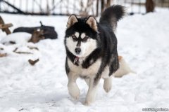 phoca_thumb_l_IMG_3062_resize