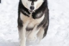 phoca_thumb_l_IMG_3073_resize