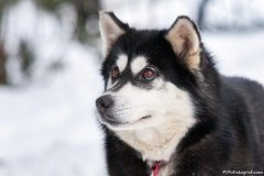 phoca_thumb_l_IMG_3077_resize