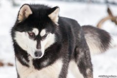 phoca_thumb_l_IMG_3079_resize