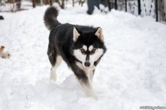 phoca_thumb_l_IMG_3082_resize