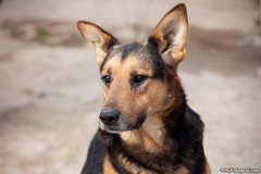 phoca_thumb_l_IMG_7782_resize
