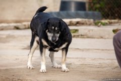 phoca_thumb_l_IMG_7803_resize