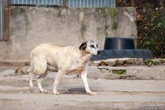 phoca_thumb_l_IMG_7813_resize