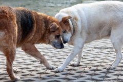 phoca_thumb_l_IMG_7977_resize