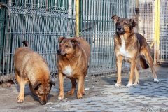 phoca_thumb_l_IMG_8005_resize
