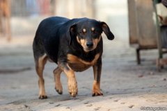 phoca_thumb_l_IMG_8079_resize