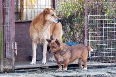 phoca_thumb_l_IMG_8096_resize