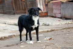 phoca_thumb_l_IMG_8172_resize