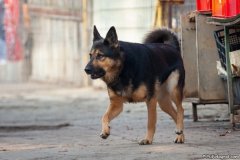 phoca_thumb_l_IMG_8192_resize
