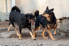 phoca_thumb_l_IMG_8215_resize