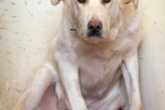 phoca_thumb_l_IMG_2206_resize