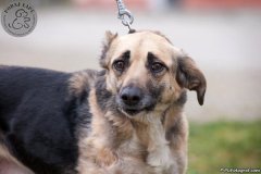 phoca_thumb_l_IMG_2228_resize