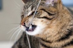 phoca_thumb_l_IMG_2235_resize