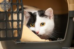 phoca_thumb_l_IMG_2387_resize