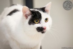 phoca_thumb_l_IMG_2400_resize