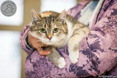 phoca_thumb_l_IMG_2424_resize