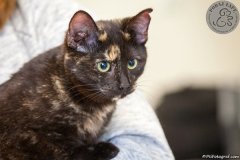 phoca_thumb_l_IMG_2445_resize