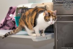 phoca_thumb_l_IMG_2758_resize