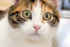 phoca_thumb_l_IMG_2766_resize