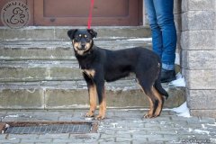 phoca_thumb_l_IMG_2862_resize