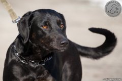 phoca_thumb_l_IMG_2905_resize