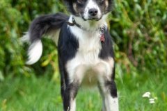 phoca_thumb_l_IMG_1966_resize