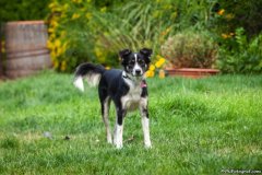 phoca_thumb_l_IMG_1972_resize