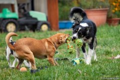 phoca_thumb_l_IMG_2065_resize