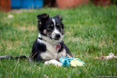 phoca_thumb_l_IMG_2068_resize