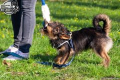 phoca_thumb_l_IMG_9706_resize