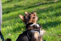 phoca_thumb_l_IMG_9714_resize