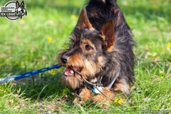 phoca_thumb_l_IMG_9764_resize