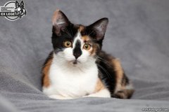 phoca_thumb_l_IMG_1852_resize