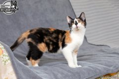 phoca_thumb_l_IMG_1854_resize