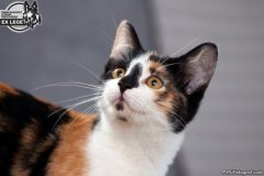 phoca_thumb_l_IMG_1856_resize