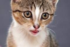 phoca_thumb_l_IMG_1878_resize