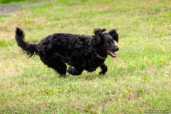 phoca_thumb_l_IMG_1773_resize