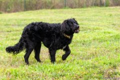 phoca_thumb_l_IMG_1785_resize