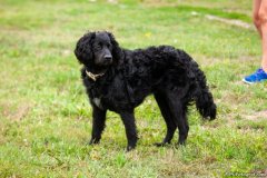 phoca_thumb_l_IMG_1814_resize