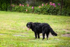 phoca_thumb_l_IMG_1822_resize