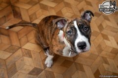 phoca_thumb_l_IMG_1282_resize